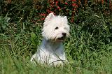 WESTIE 294